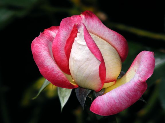 Iobelle photo io2013_08110039_zps2168221a.jpg